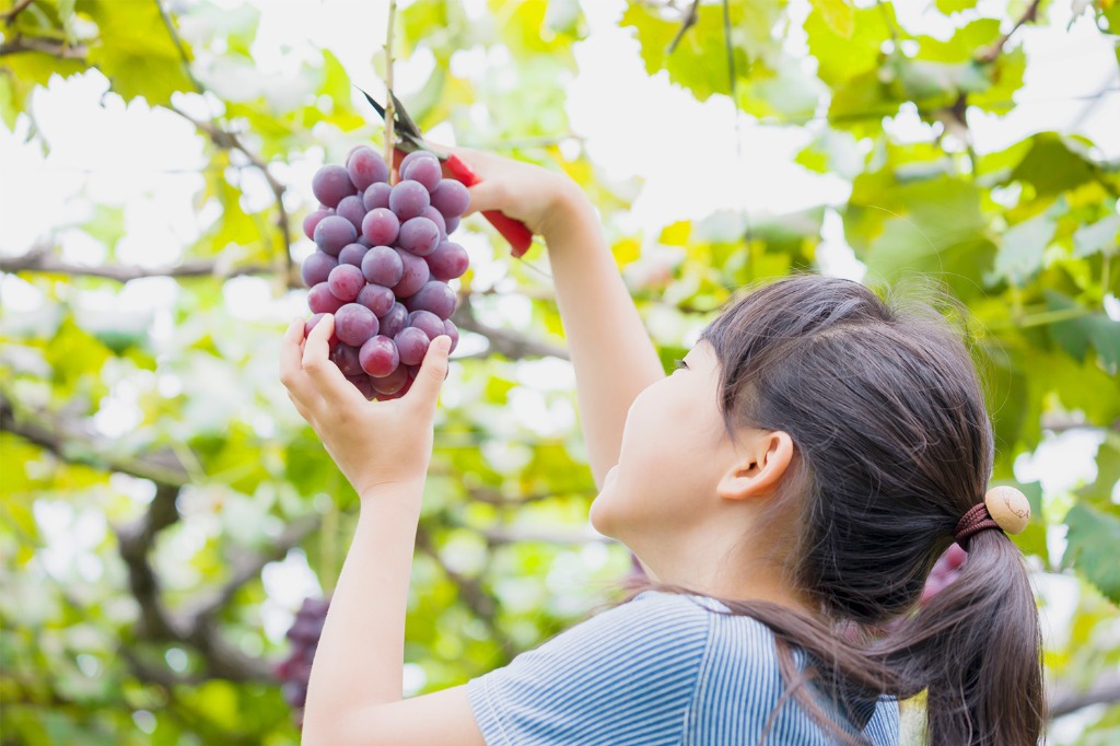 牧之原市でインスタ映え抜群の観光スポット。新名産を目指すブドウの果物狩りができる『タイラファーム』