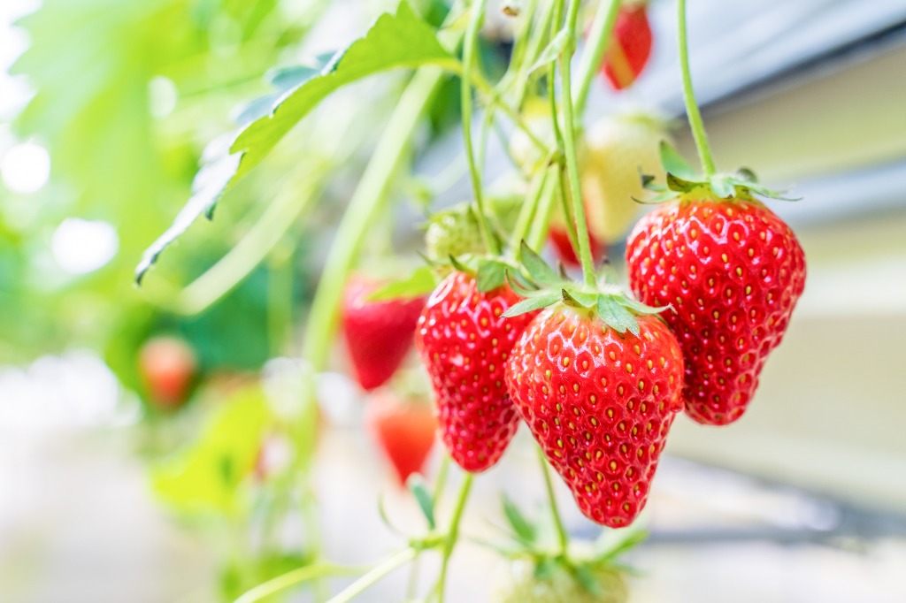 牧之原市でインスタ映え抜群の観光スポット。新名産を目指すブドウの果物狩りができる『タイラファーム』